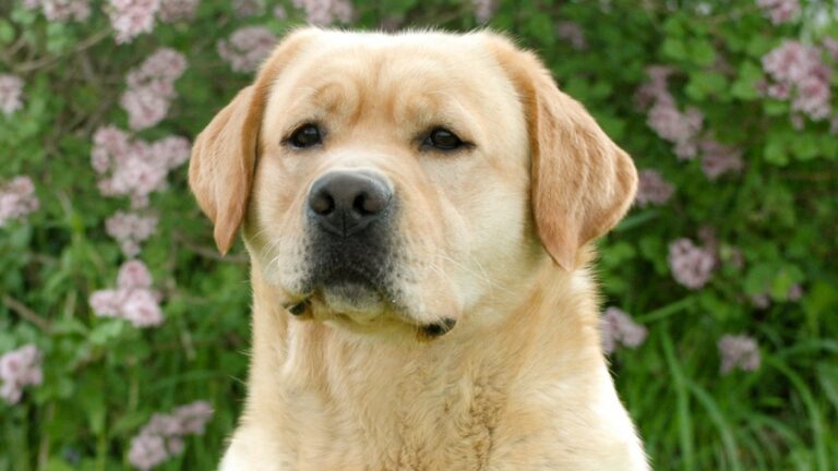 Lab kennels on sale